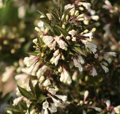 Weigela 'Black 'n White' (Weigela ‘Black n’ White’)