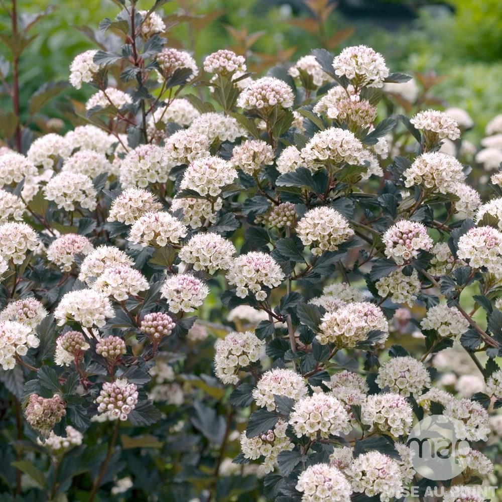 Physocarpus opulifolius 'Summer Wine Black' PW (Physocarpe opulifolius 'Summer Wine Black' PW)