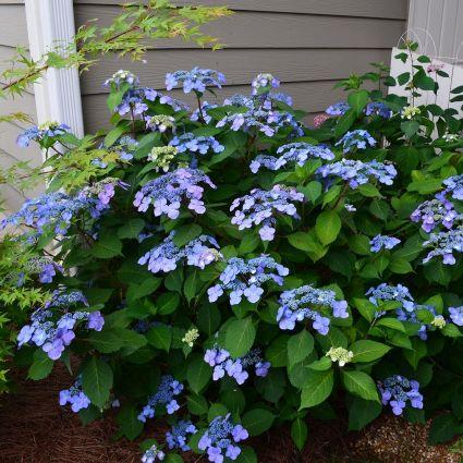 Hydrangea macrophylla 'Twist-n-Shout' (Hydrangée macrophylla ‘Twist-n-Shout’)