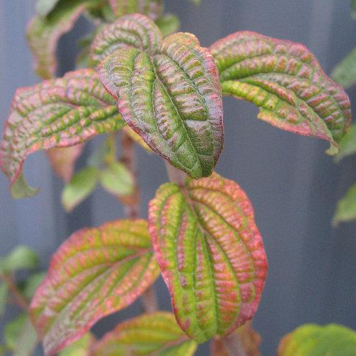 Cornus stolonifera 'Pucker up' (Cornouiller stolonifère 'Pucker Up')