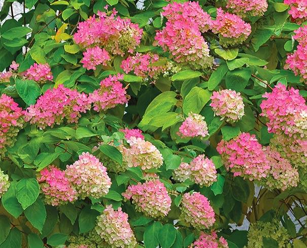 Hydrangea paniculata compacta (Hydrangée paniculée compacta)