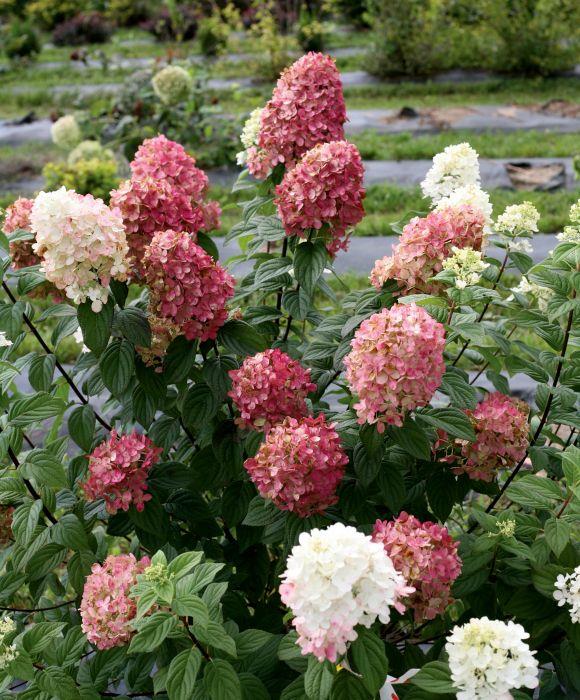 Hydrangea paniculata 'Fire Light' PW (Hydrangée paniculée 'Fire Light')