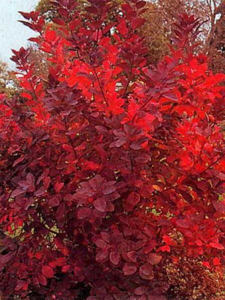 Cotinus coggygria 'Grace' (Arbre à perruque ‘Grace’)