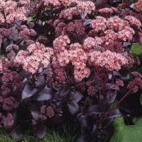 SEDUM ‘Purple Emperor’