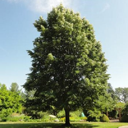 Tilia tomentosa 'Sterling Silver' (Tilleul ‘Sterling Silver’)