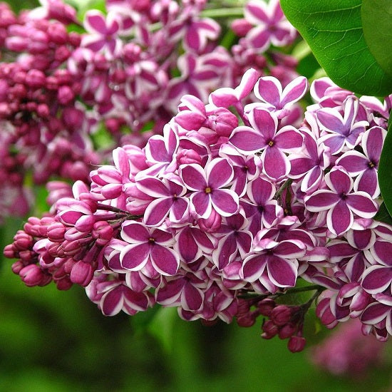 Syringa vulgaris 'Sensation' (Lilas commun ‘Sensation’)