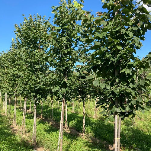 Orme hybride 'New Horizon’ (Ulmus 'New Horizon')