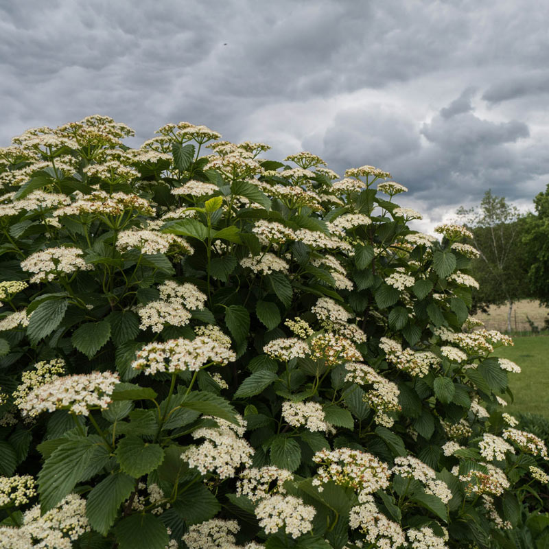 Viburnum dentatum 'Autumn Jazz' (Viorne 'Autumn Jazz')