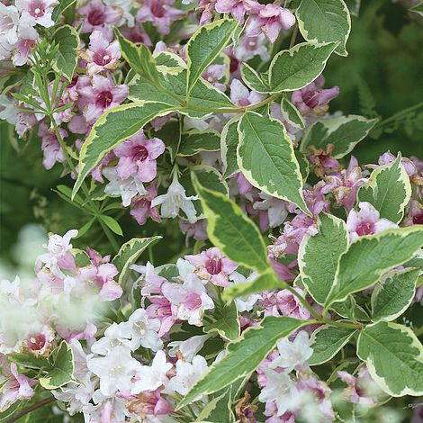 Weigela florida 'Variegata Nana' (Weigela ‘Variegata Nana’)