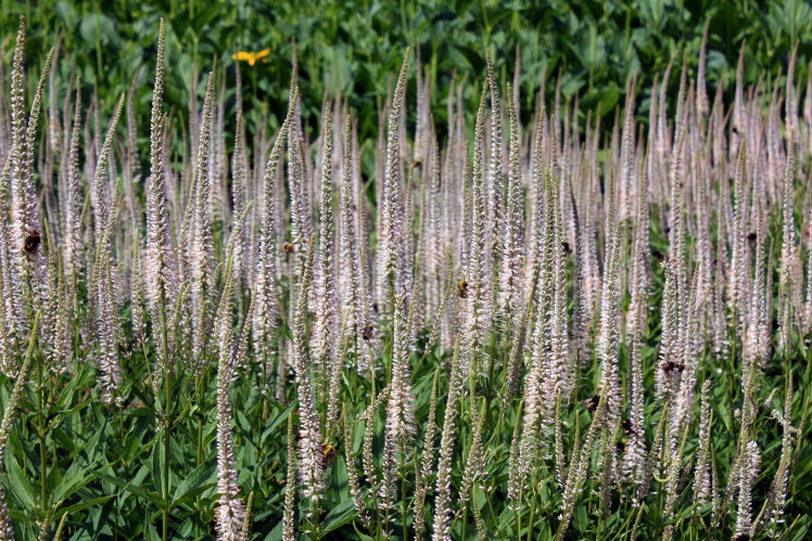 VERONICASTRUM alba