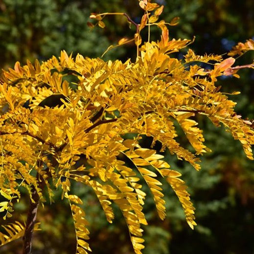 Gleditsia triacanthos 'Northern Acclaim' (Févier d’Amérique sans épine ‘Northern Acclaim’)