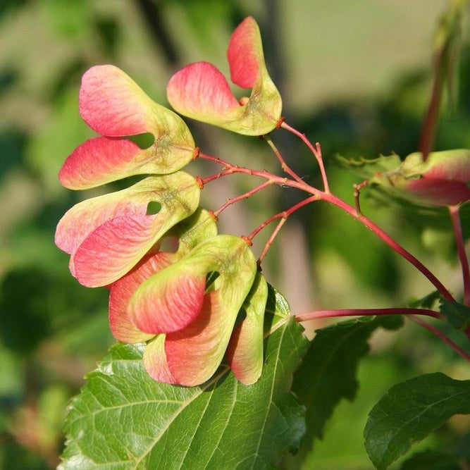 Érable de Tartarie (Acer tataricum)