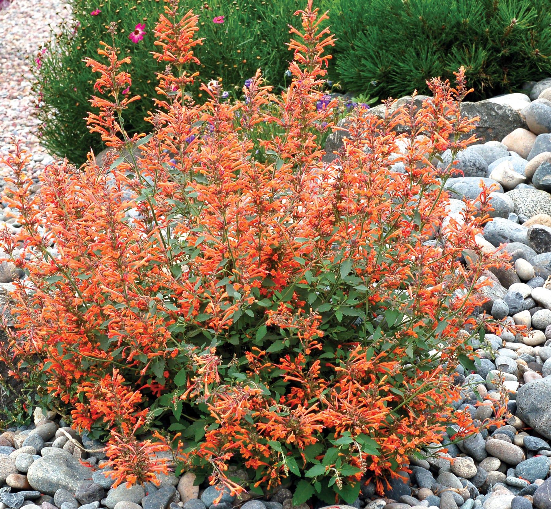 AGASTACHE ‘Kudos Mandarin’