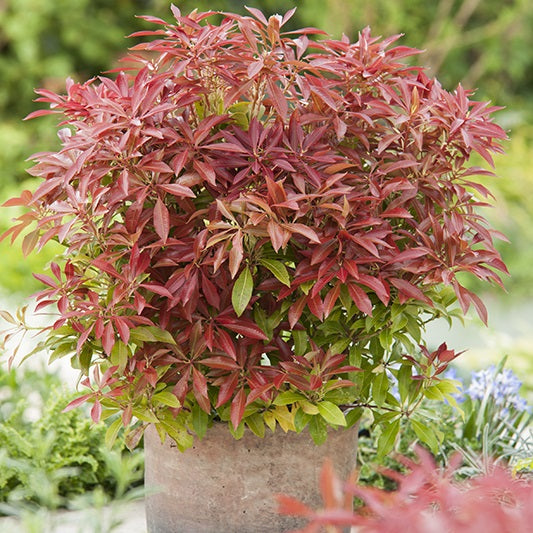 Pieris japonica 'Mountain Fire' (Andromède ‘Mountain Fire’)