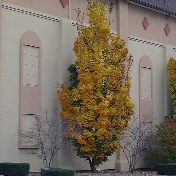 Érable de Norvège ‘colonnaire’ (Acer platanoides 'Columnare')