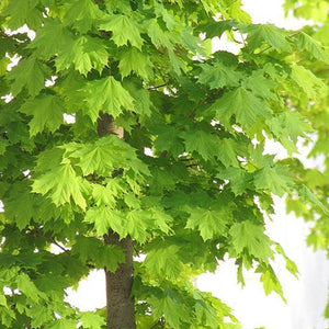 Acer platanoides 'Columnare' (Érable de Norvège ‘colonnaire’)