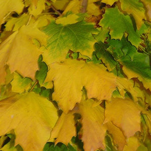 Acer platanoides 'Columnare' (Érable de Norvège ‘colonnaire’)