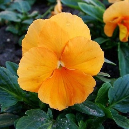 VIOLA cornuta ‘Apricot’