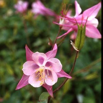 AQUILEGIA Musik Rose & Blanc