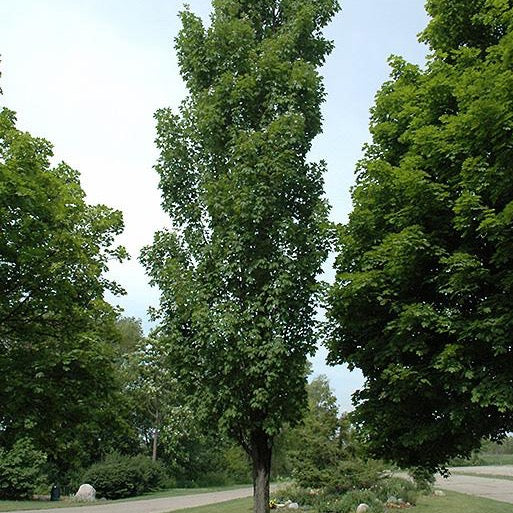 Érable rouge ‘Armstrong (Acer rubrum 'Armstrong')