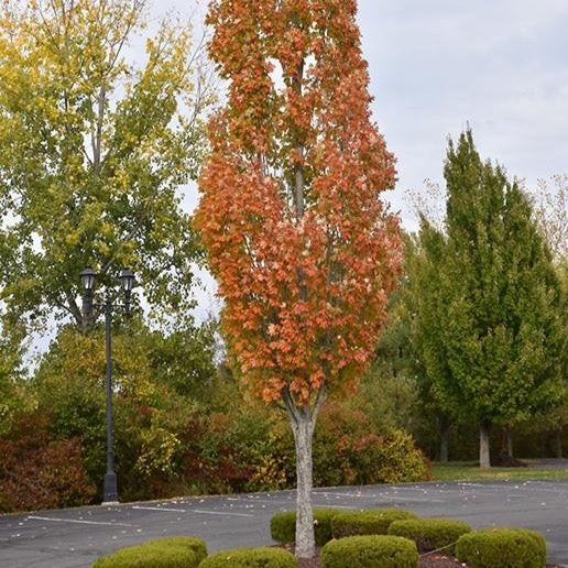 Érable rouge ‘Armstrong (Acer rubrum 'Armstrong')