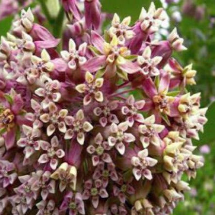 ASCLEPIAS syriaca