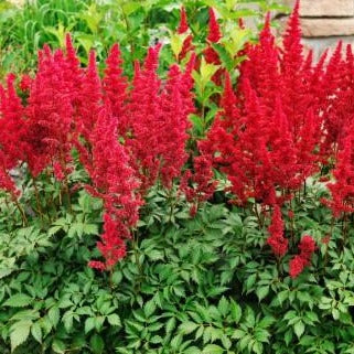 ASTILBE arendsii ‘Fanal’