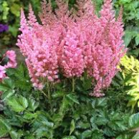 ASTILBE  chinensis ‘Vision in Pink’