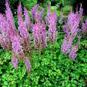 ASTILBE chinensis ‘Purple Candles’