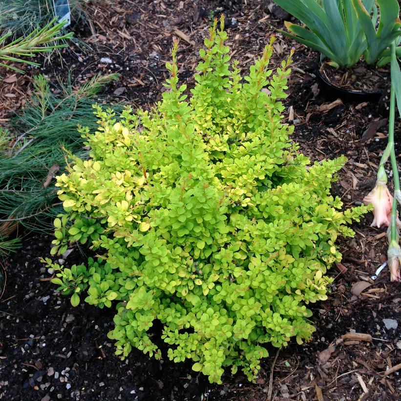 Berberis thunbergii 'Aurea nana' (Berberis ‘nain doré’)