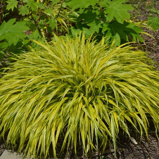 Hakonechloa macra 'Aureola' (Herbe du Japon 'Aureola')