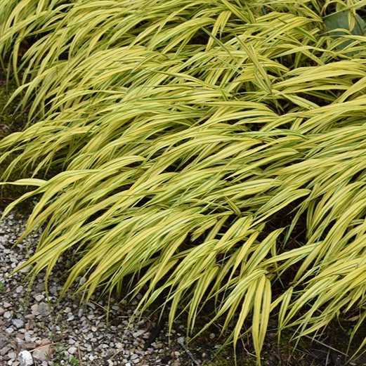 Hakonechloa macra 'Aureola' (Herbe du Japon 'Aureola')