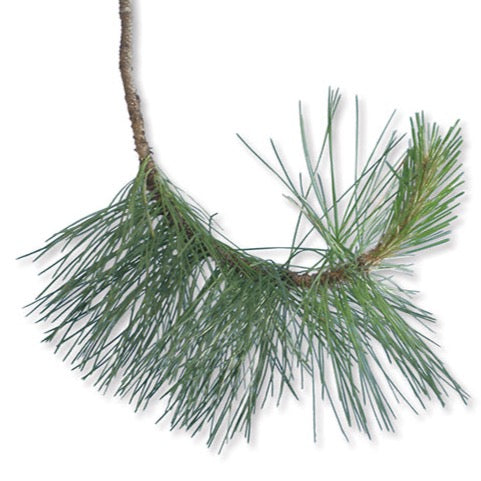 Pinus nigra var. austriaca (Pin noir d’Autriche)