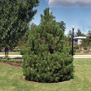 Pinus nigra var. austriaca (Pin noir d’Autriche)