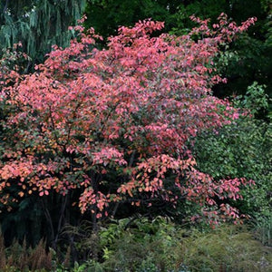 Amelanchier x grandiflora 'Autumn brilliance' (Amélanchier à grandes fleurs ‘Autumn Brillance’)