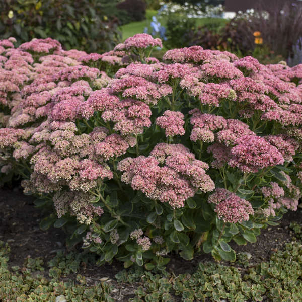 Sedum 'Autumn Joy' (Orpin 'Autumn Joy')