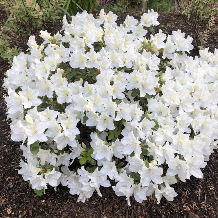 Azalea 'Hino White Dwarf' (Azalée 'Hino White Dwarf')