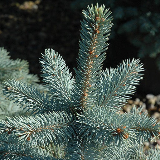 Picea pungens 'Baby Blue' (Épinette bleue ‘Baby Blue’)