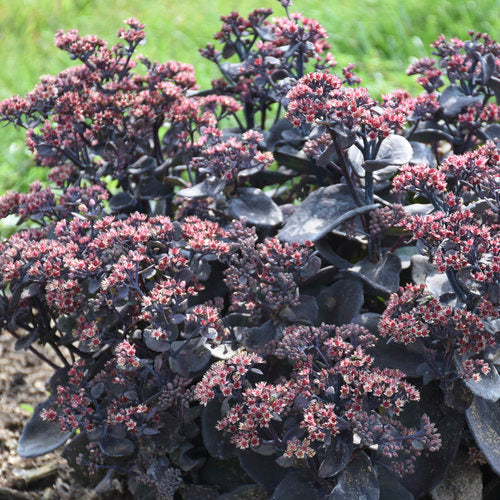 Sedum 'Back in Black' PW-Serie ROCK 'N' GROW' (Orpin 'Back in Black')