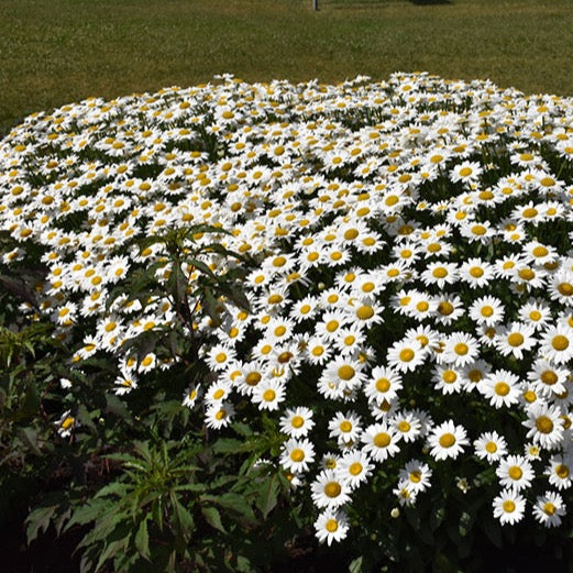 Leucanthemum x superbum 'Becky' (Marguerite 'Becky')