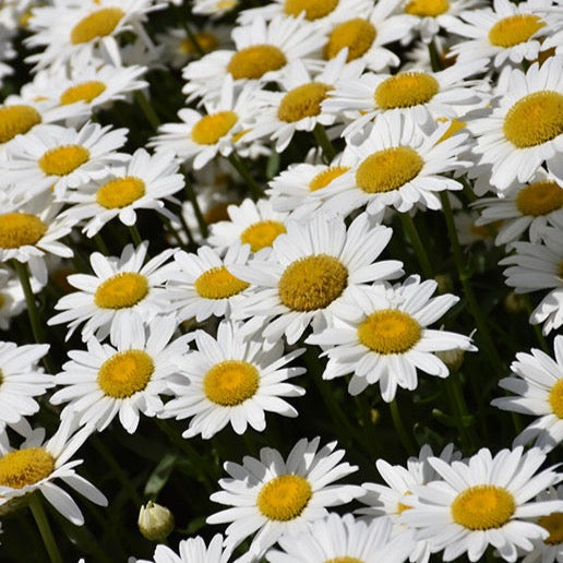 Leucanthemum x superbum 'Becky' (Marguerite 'Becky')