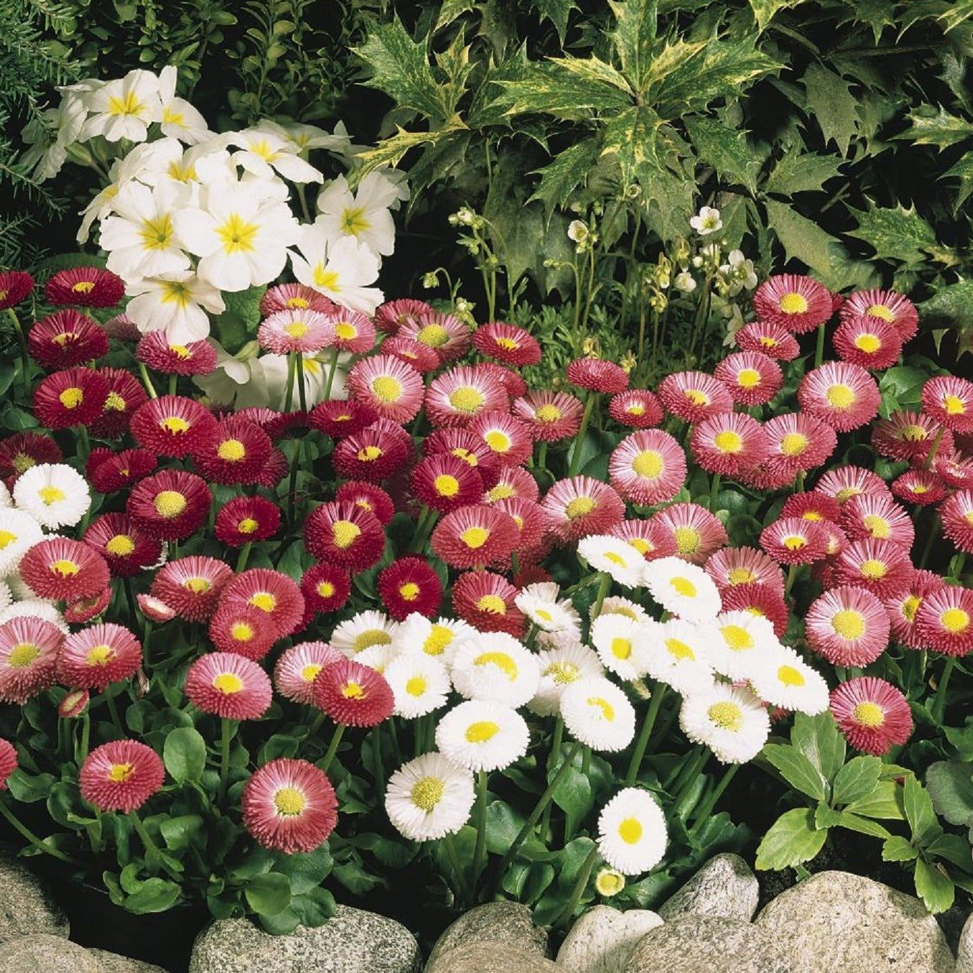 BELLIS perennis ‘Speedstar Mix’