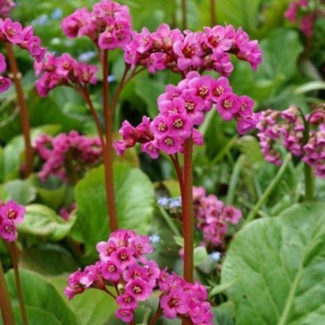 BERGENIA cordifolia ‘Winterglut’