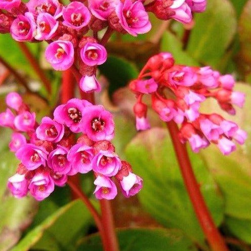 BERGENIA cordifolia ‘Rotblum’