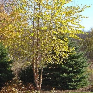 Betula nigra 'Heritage' (arbustif) (Bouleau noir ‘Héritage’ en talle)