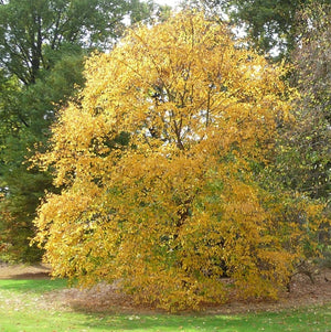 Betula alleghaniensis (Bouleau jaune (Merisier)
