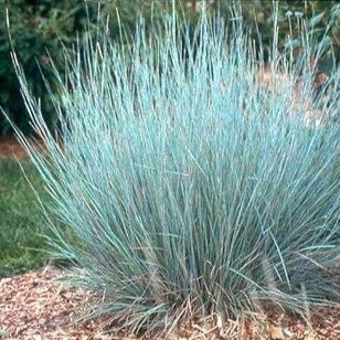 ANDROPOGON scoparium ‘Prairie blues’