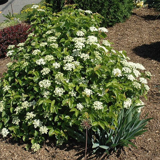 Viburnum dentatum 'Blue Muffin' PW (Viorne ‘Blue Muffin’)