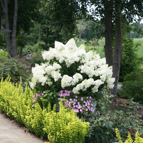 Hydrangea paniculata 'Bobo' PW (Hydrangée paniculée ‘Bobo’)