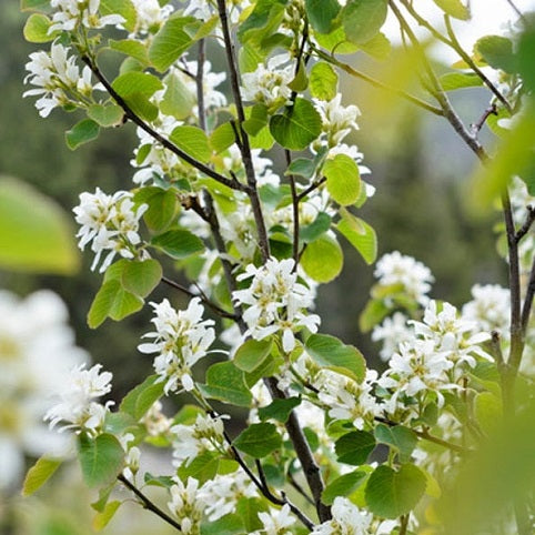 Amélanchier à feuilles d'aulne (Amelanchier alnifolia)